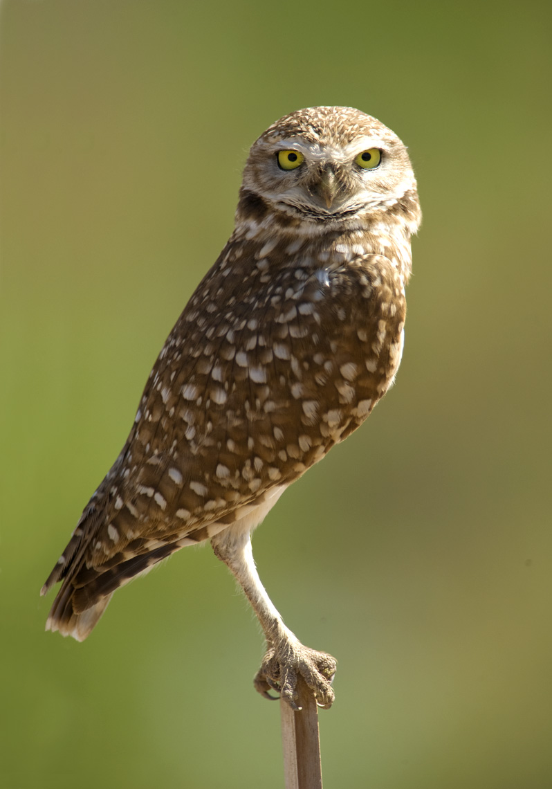 Burrowing Owl2.jpg