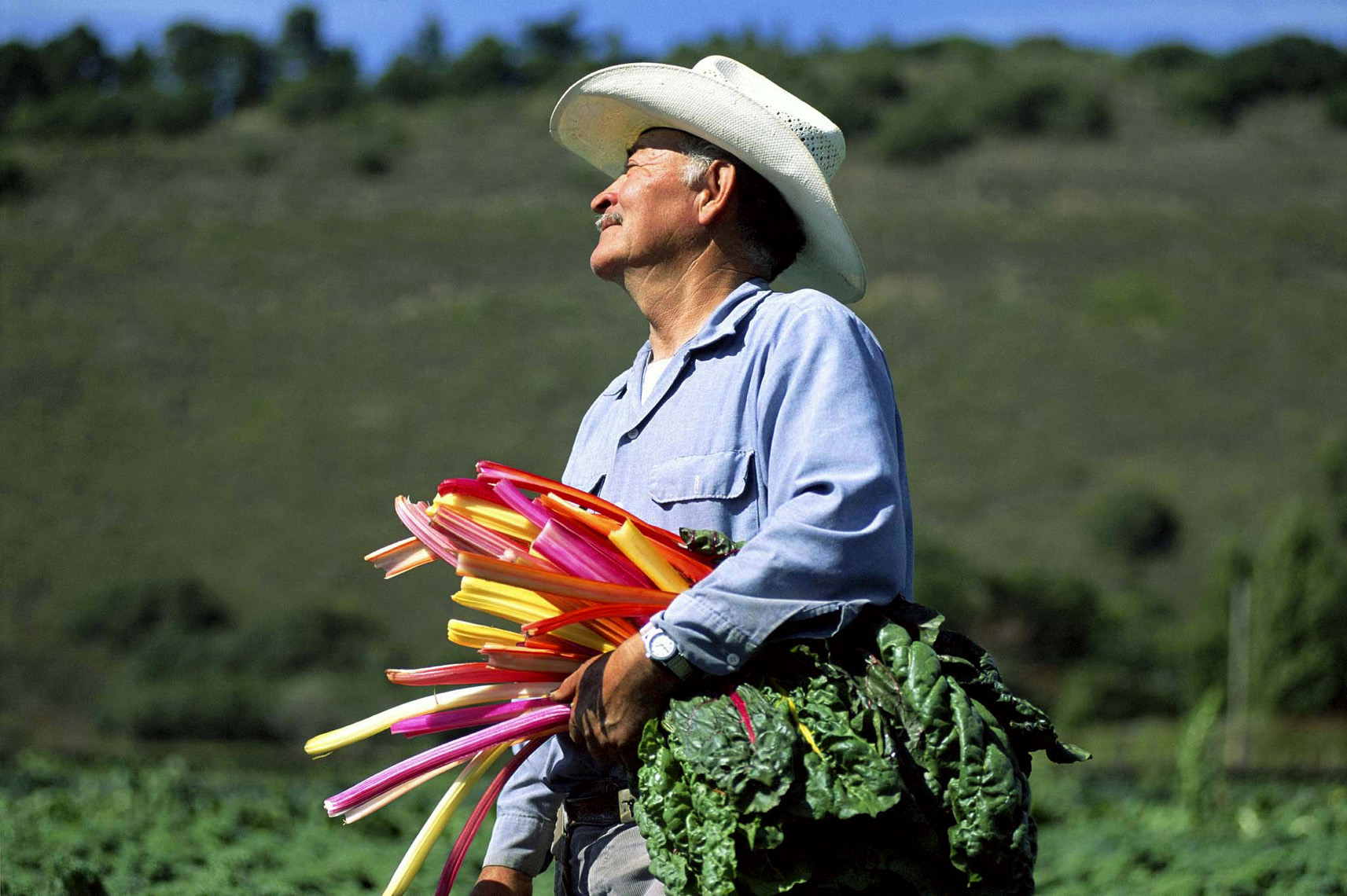 Chard-DUP.jpg