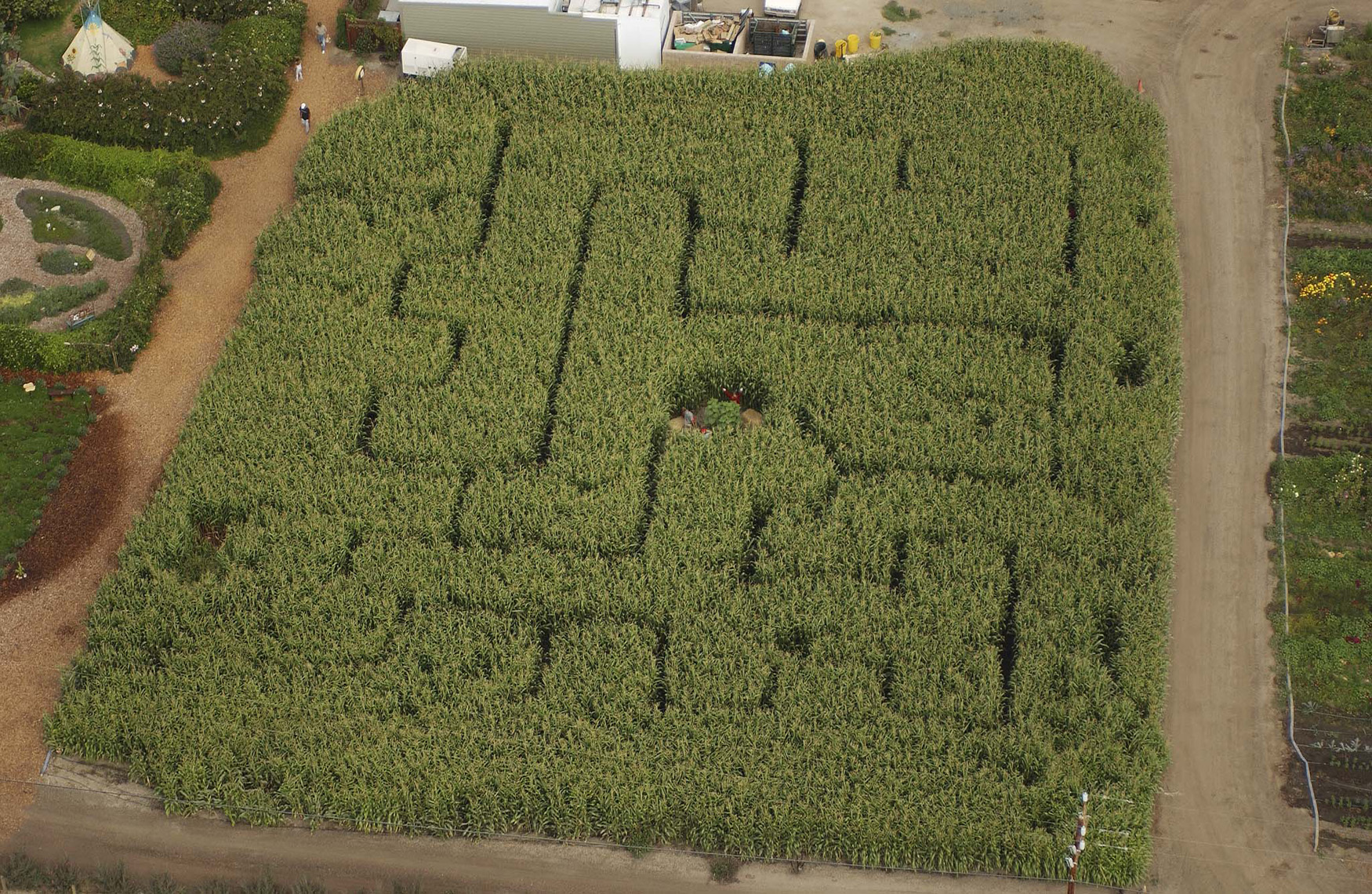 Corn Maze.jpg