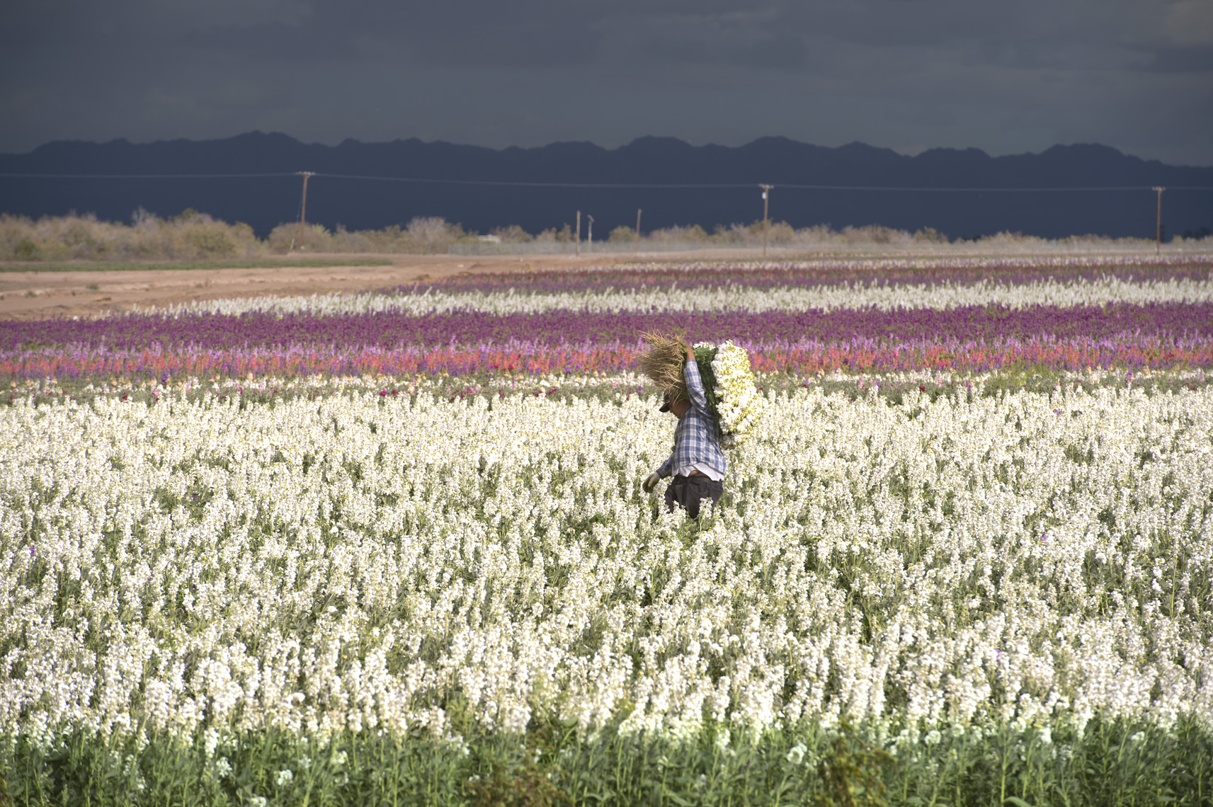 Salton Sea Flower FarmA.jpg