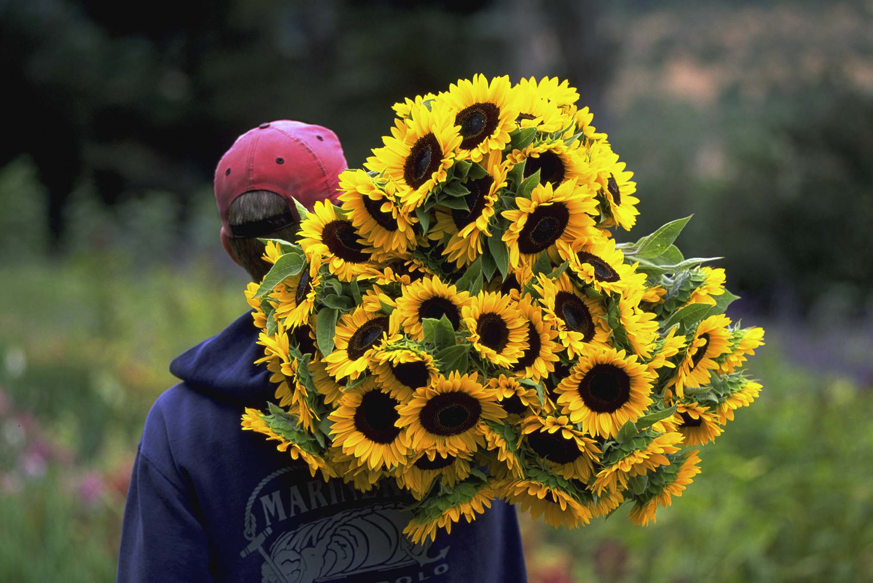 Sunflowers-DUP.jpg