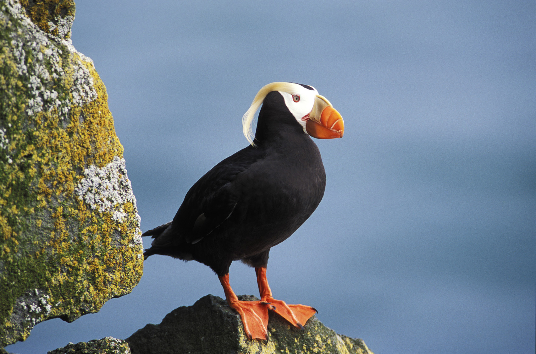 Tufted Puffin 2.jpg